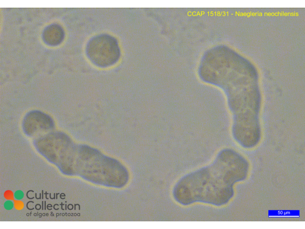 Naegleria neochilensis