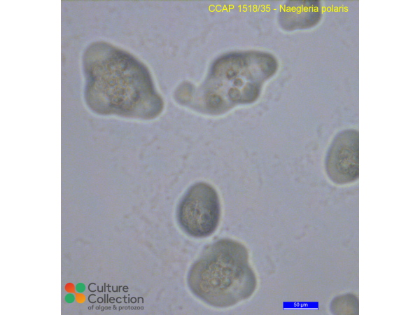 Naegleria polaris