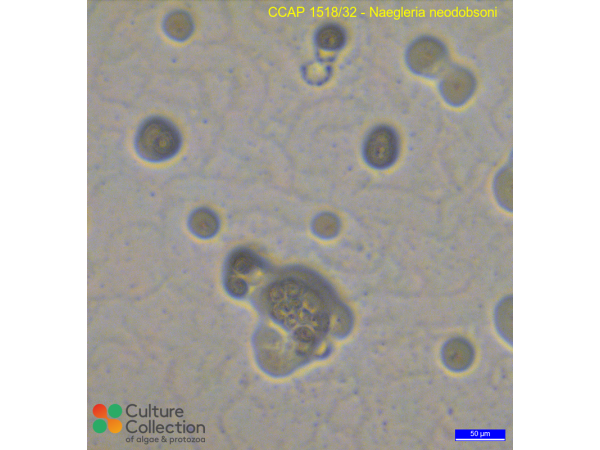 Naegleria neodobsoni