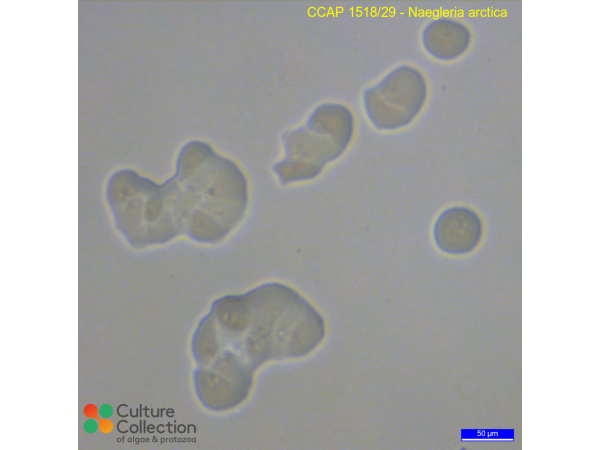 Naegleria arctica