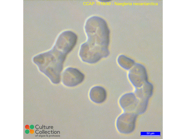 Naegleria neoantarctica