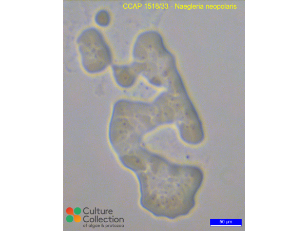 Naegleria neopolaris