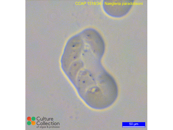 Naegleria paradobsoni