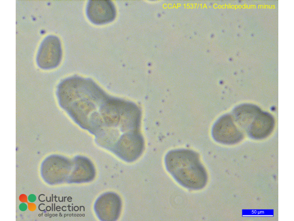 Cochliopodium minus