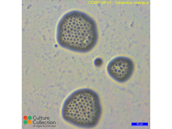 Tetramitus rostratus