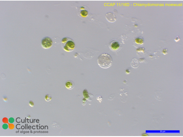 Chlamydomonas moewusii