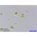 Chlamydomonas moewusii