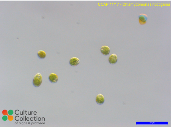 Chlamydomonas noctigama