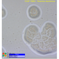 Tetramitus aberdonicus