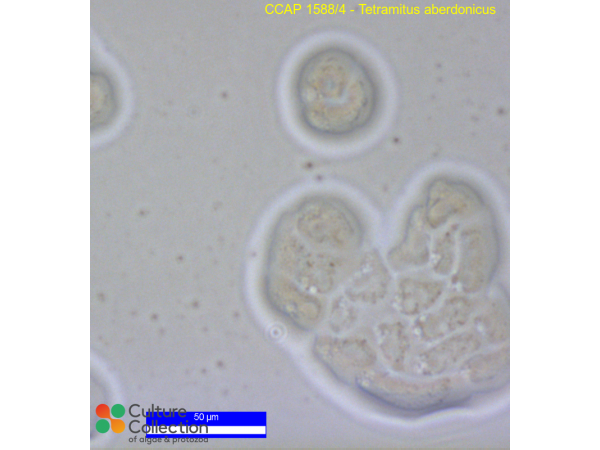 Tetramitus aberdonicus