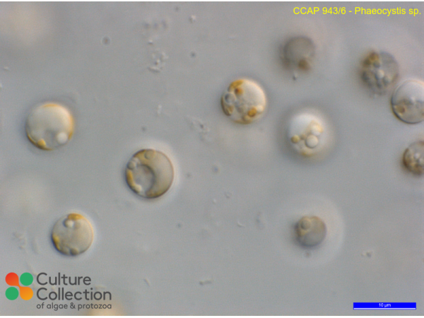 Phaeocystis sp.
