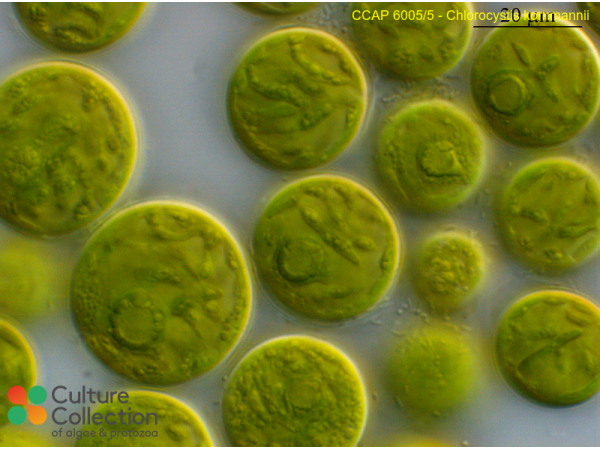 Chlorocystis john-westii