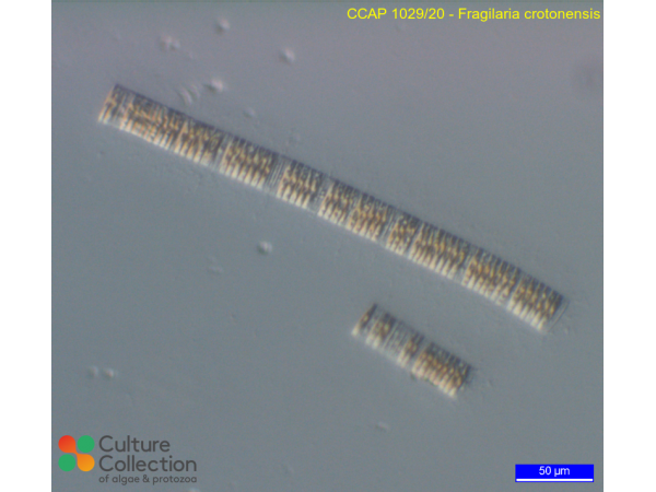 Fragilaria crotonensis