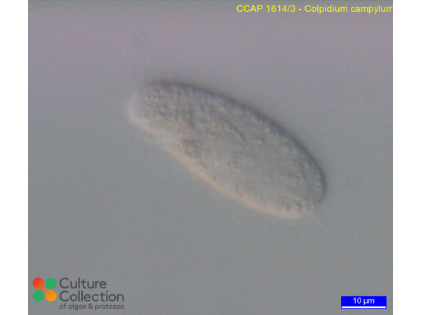 Colpidium campylum