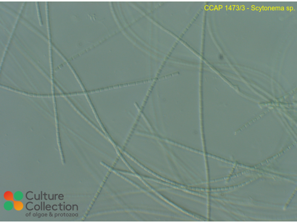 Scytonema sp.