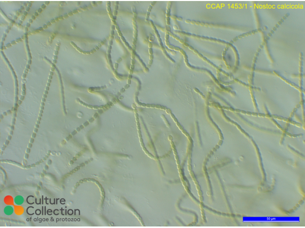 Nostoc calcicola