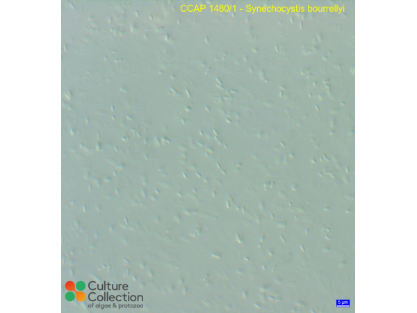 Cyanobium sp.