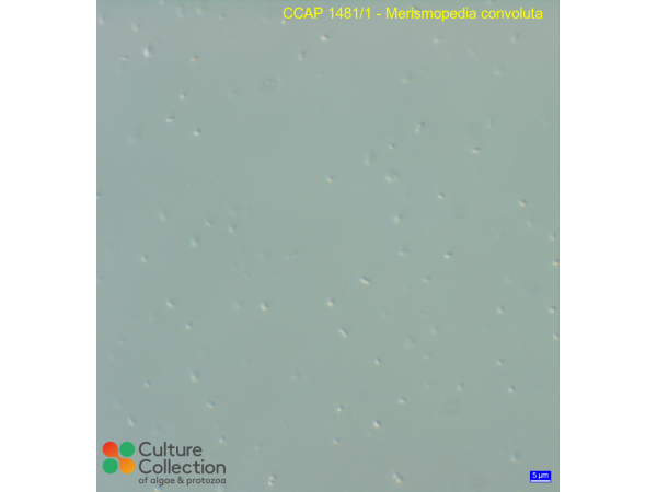 Cyanobium sp.