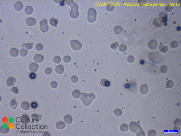 Neoparamoeba pemaquidensis