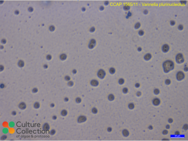 Vannella plurinucleolus
