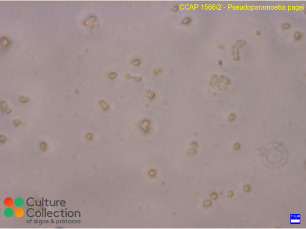 Pseudoparamoeba pagei