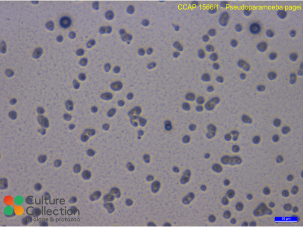 Pseudoparamoeba pagei