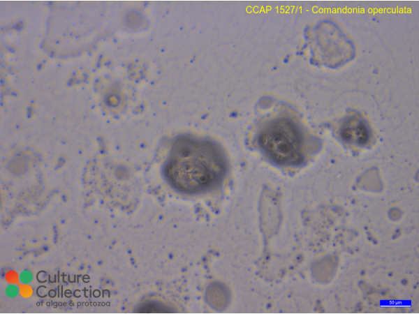 Comandonia operculata