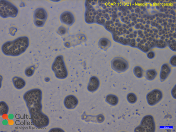 Naegleria tihangensis