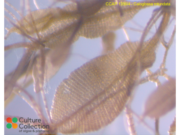 Caloglossa rotundata