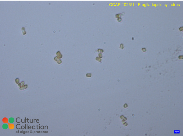 Fragilariopsis cylindrus