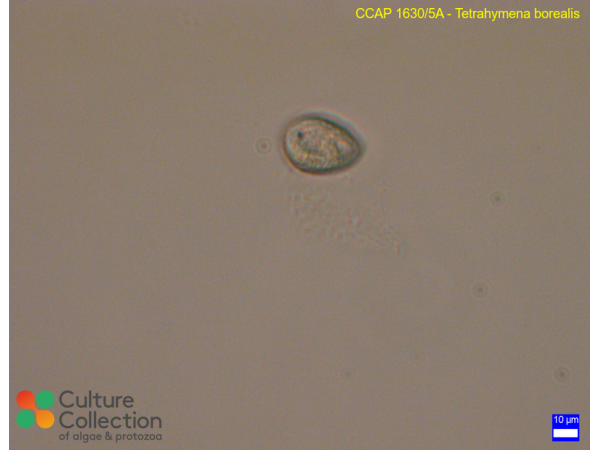Tetrahymena borealis