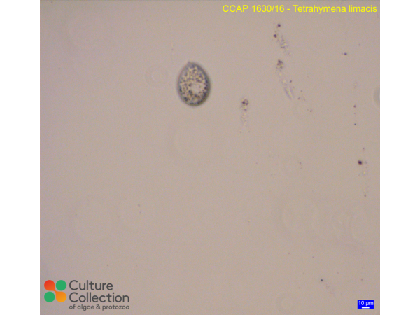 Tetrahymena limacis
