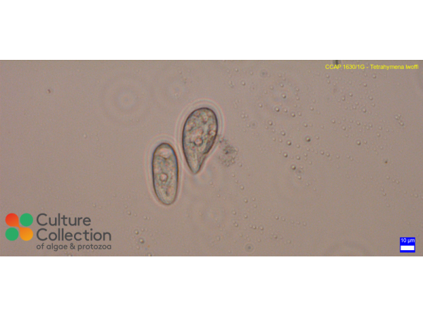 Tetrahymena lwoffi