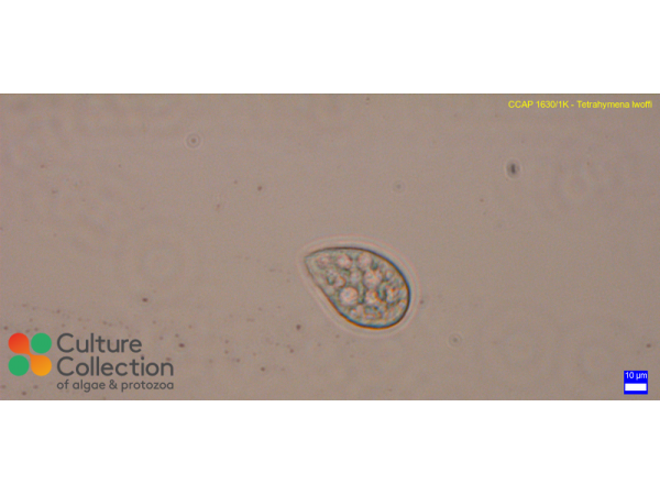 Tetrahymena lwoffi