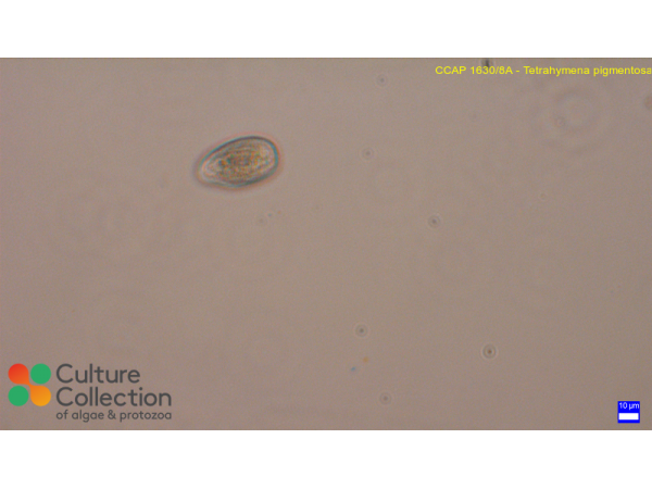 Tetrahymena pigmentosa
