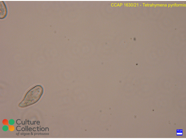 Tetrahymena pyriformis