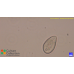 Tetrahymena thermophila