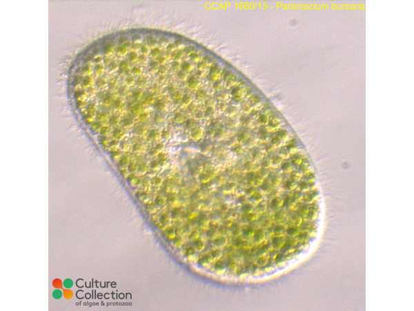 Paramecium bursaria