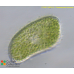 Paramecium bursaria