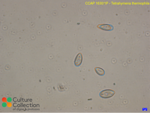 Tetrahymena thermophila