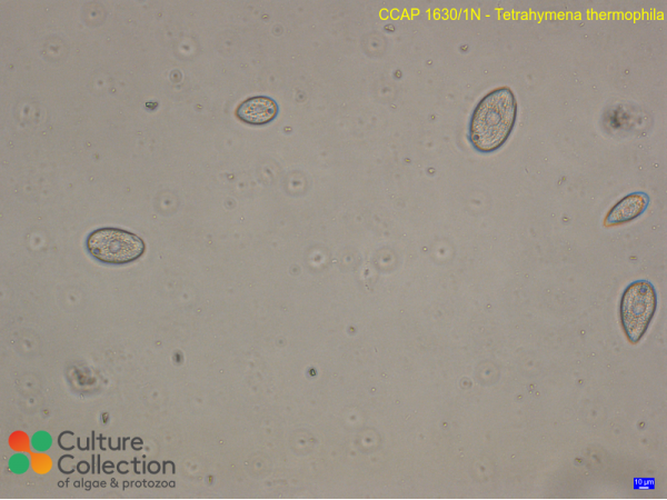 Tetrahymena thermophila
