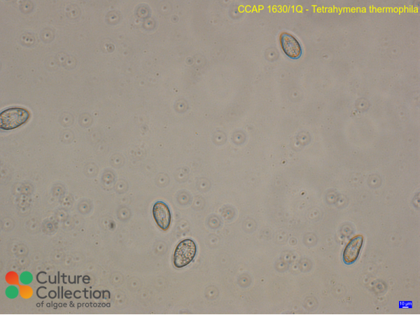 Tetrahymena thermophila