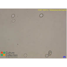 Tetrahymena thermophila