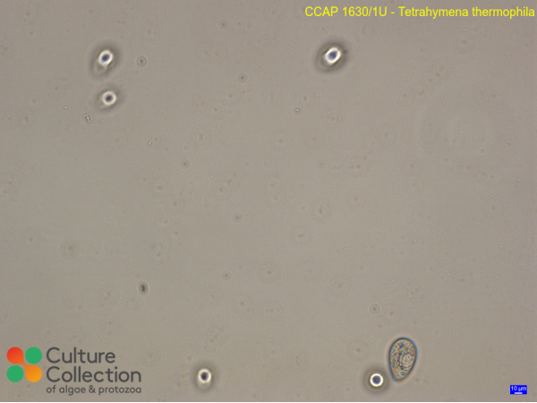 Tetrahymena thermophila