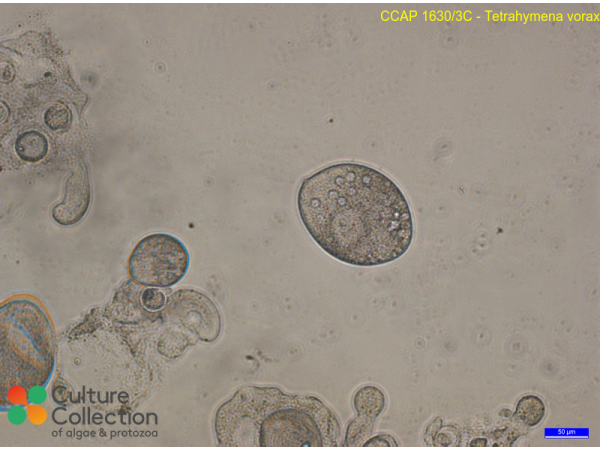 Tetrahymena vorax