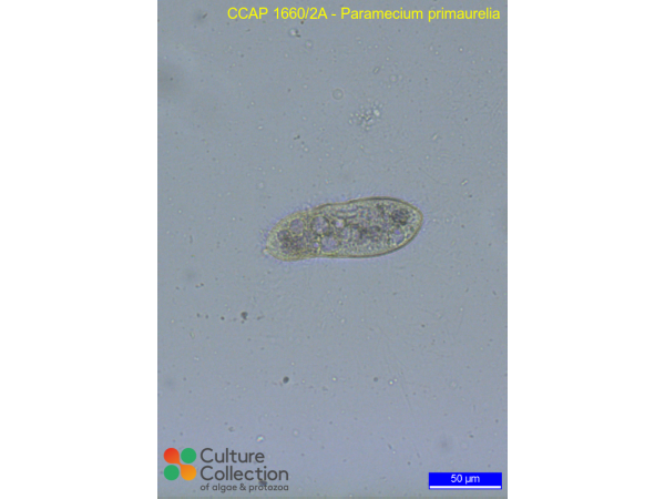 Paramecium primaurelia