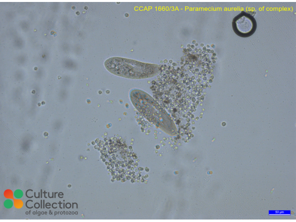 Paramecium aurelia  (sp. of complex)