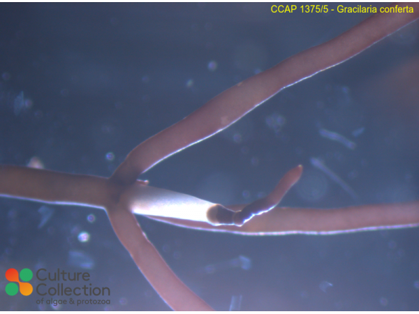 Gracilaria conferta