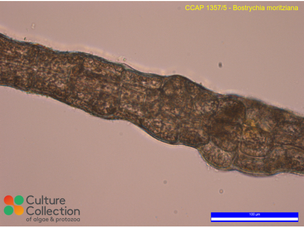 Bostrychia moritziana