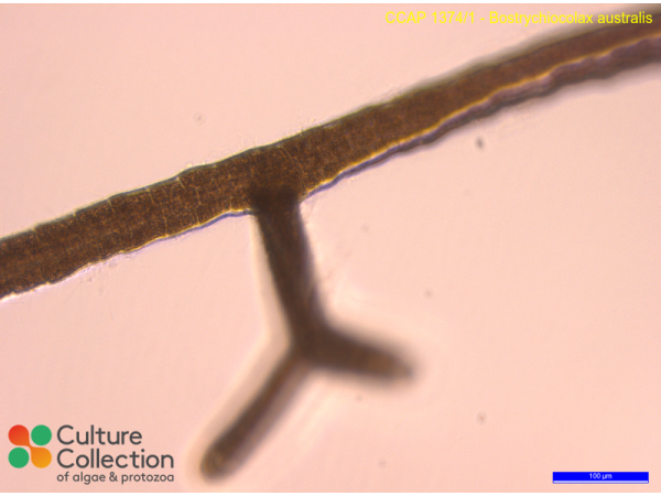 Bostrychiocolax australis